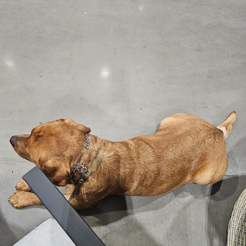 dog training