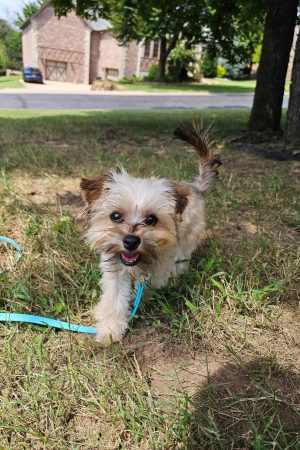 Puppy