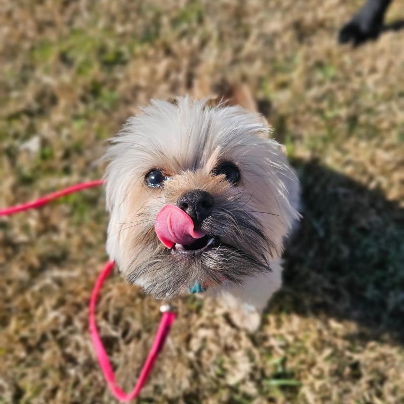 Puppy