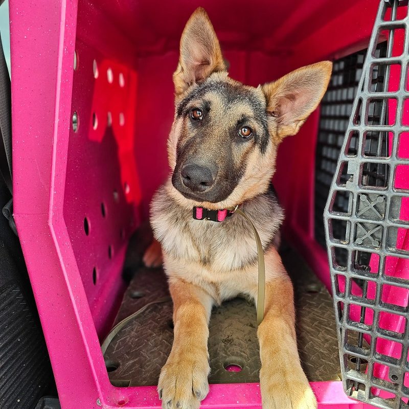 Puppy Training